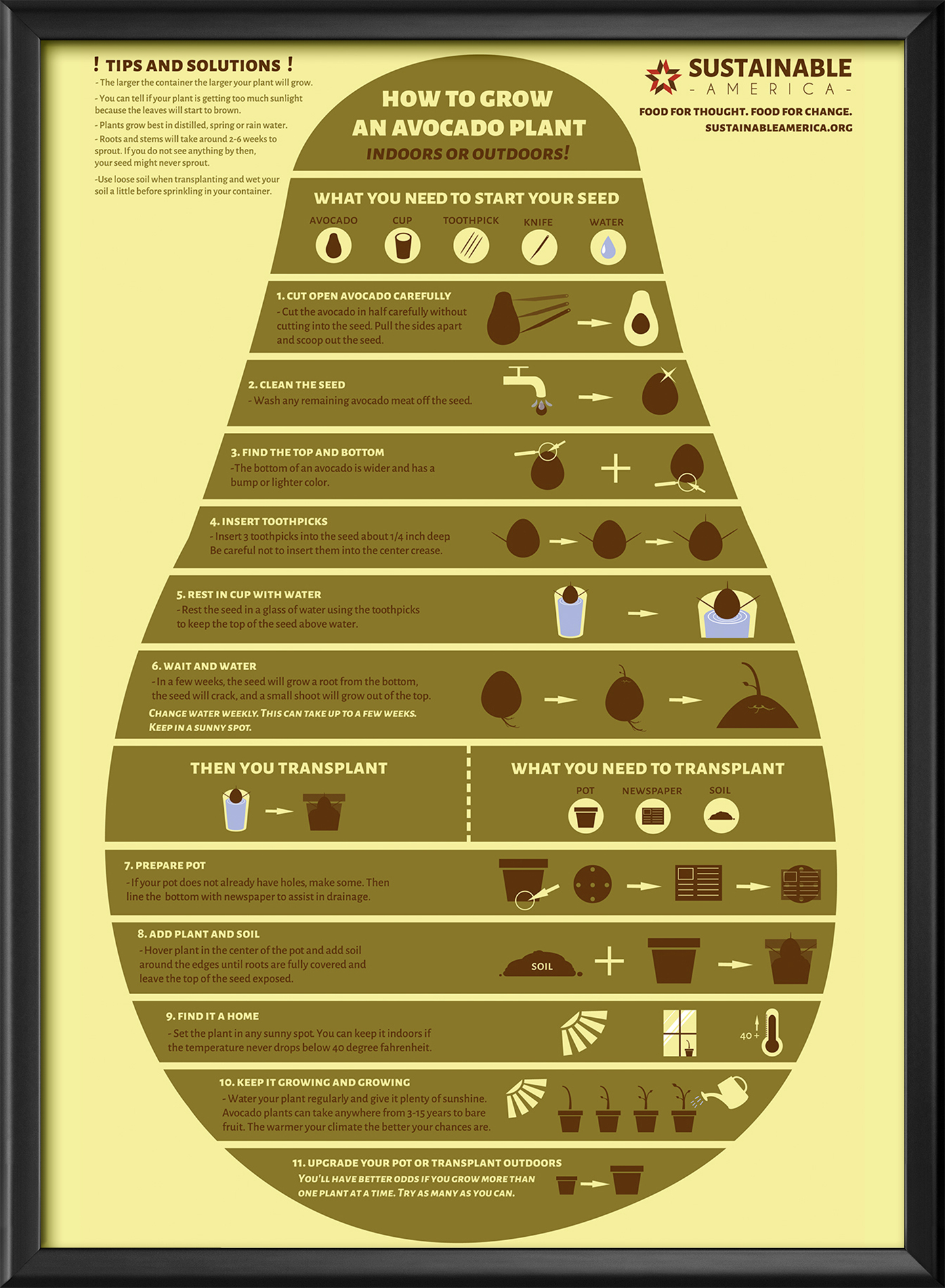 avocadoinfographic